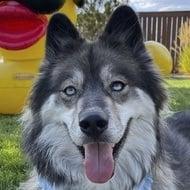 Kakoa MyMountainHusky Age