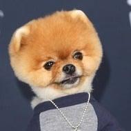 JiffPom Age